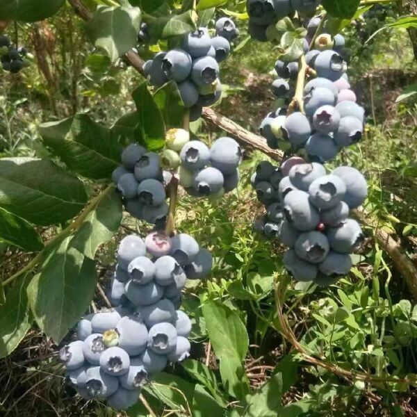 蓝莓苗  蓝莓种苗  翠果  奥尼尔  蓝莓果 薄雾  北陆蓝莓