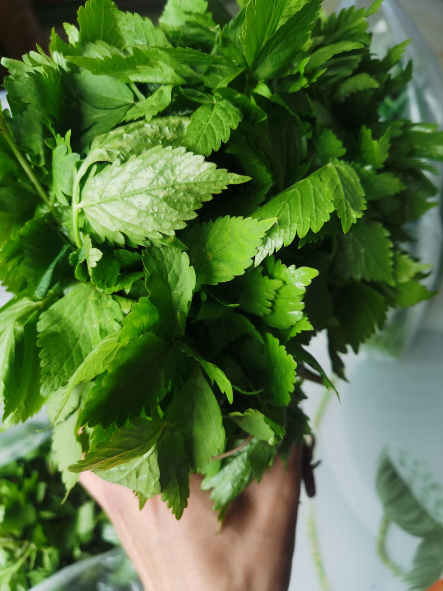 新鲜山芹菜 抚松产地直发 东北特产蔬菜 绿色健康食材