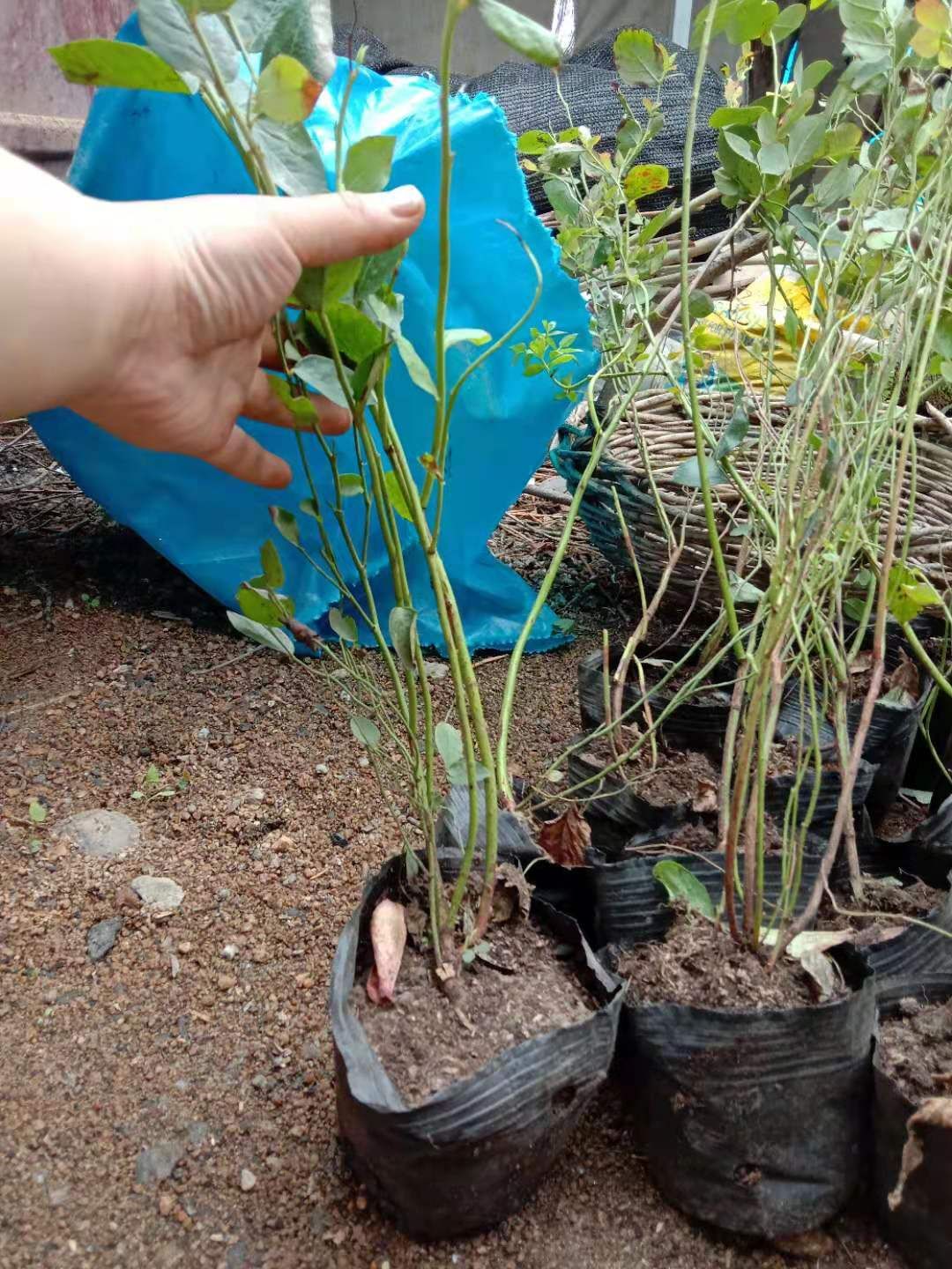 莱克西蓝莓苗  蓝莓苗，长白山蓝莓主培苗，三年杯苗，40公分