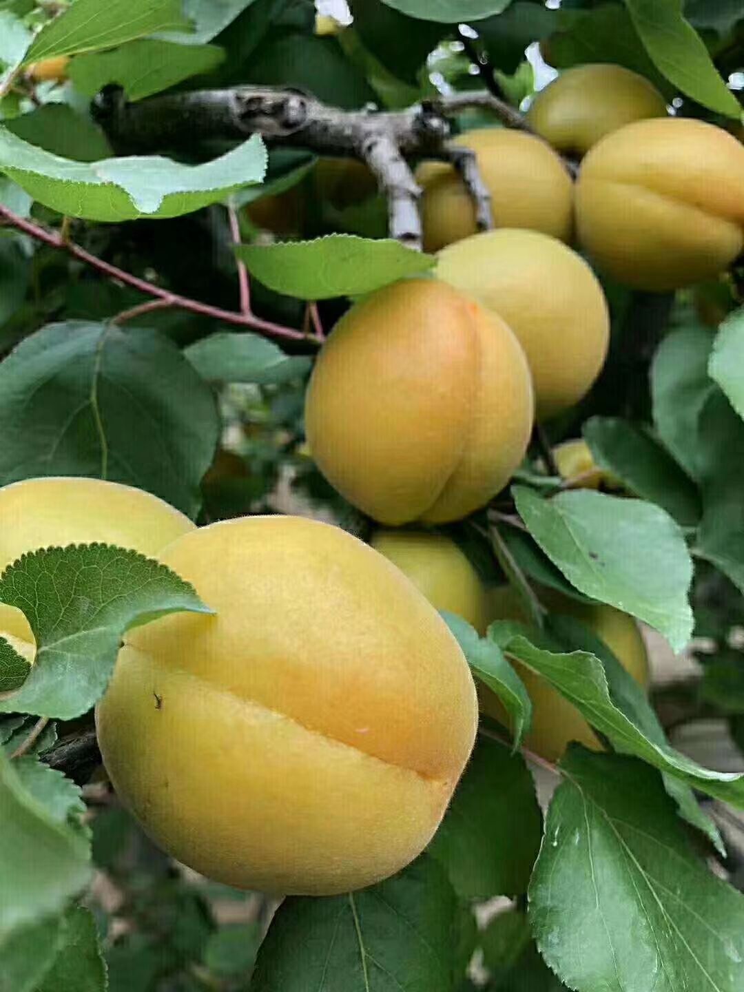 金太阳杏  露天金太阳大量上市