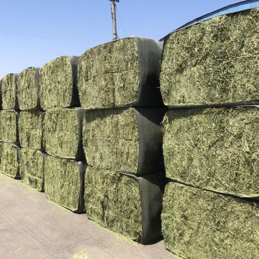 天津 苜蓿草 紫花苜蓿草批发 水分低 价格便宜  蛋白高 大H