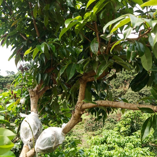 桂平市仙进奉荔枝苗  荔枝苗，仙进奉，冰荔，情人荔，桂味