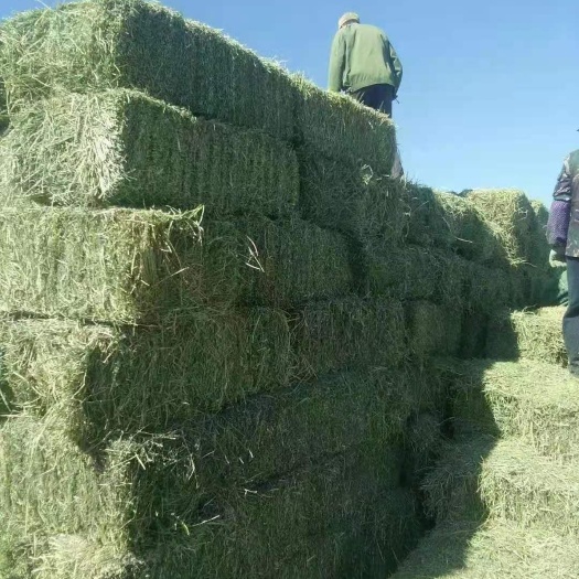 银川苜蓿草饲料  紫花苜蓿草批发 宁夏苜蓿草质量好 蛋白高 水分
