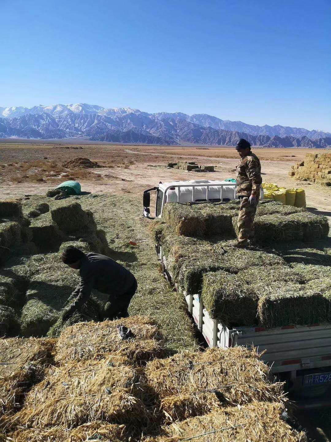 苜蓿草饲料  紫花苜蓿草批发 宁夏苜蓿草质量好 蛋白高 水分