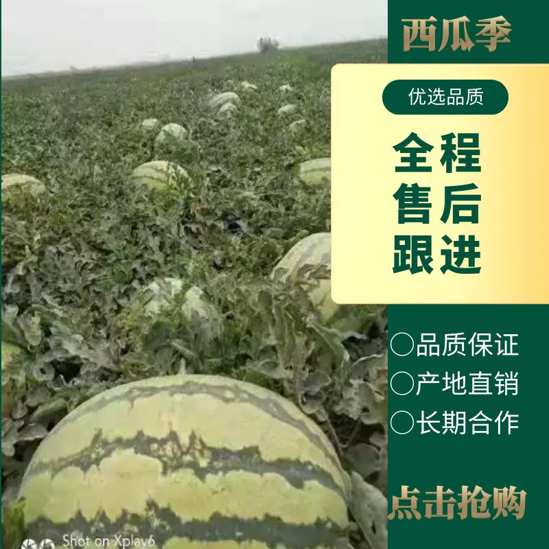 金城5号西瓜  硒砂瓜