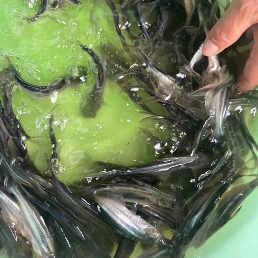 巴沙鱼苗，场地直销全国发货，量大优惠，技术指导养殖规划