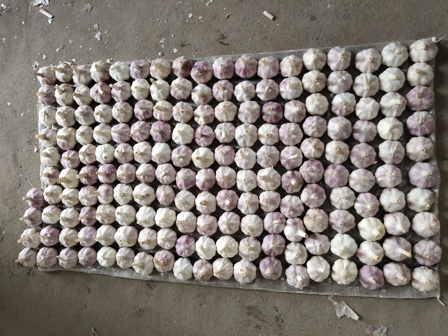 金乡大蒜，本公司专业储存大蒜，代收，代存，代发全国各地市场