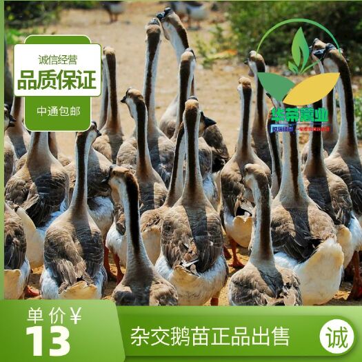 南宁杂交鹅苗 杂交鹅鹅苗，品质保证，诚信经营，包打疫苗可支持全国发货
