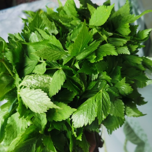 新鲜山芹菜 抚松产地直发 东北特产蔬菜 绿色健康食材