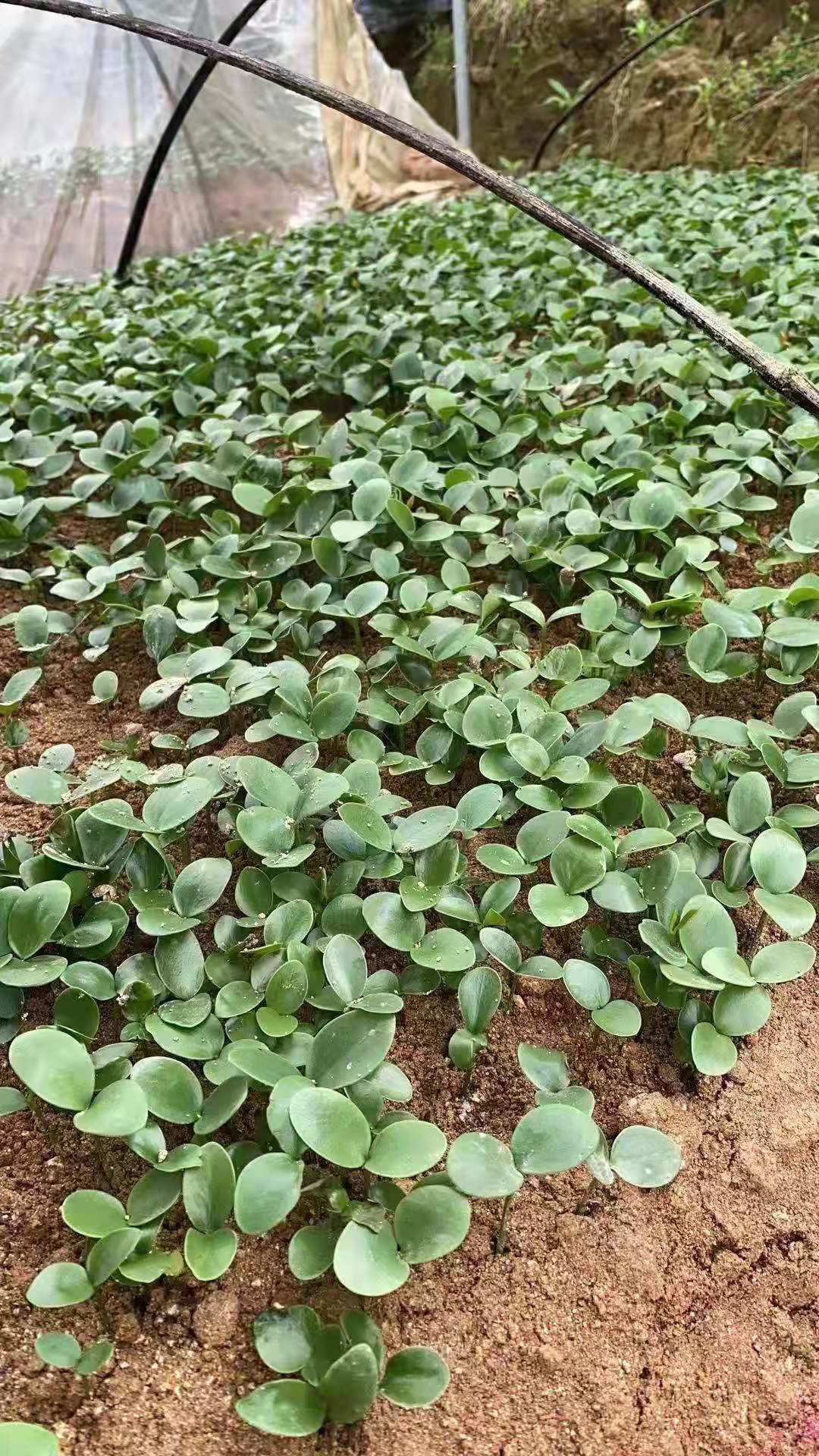 八角树苗直生小苗