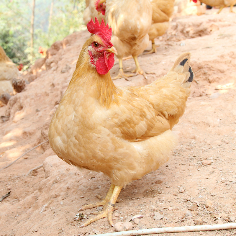 三黄鸡苗活体出壳小脚三黄鸡苗小种三黄土鸡苗孵化场土一土二