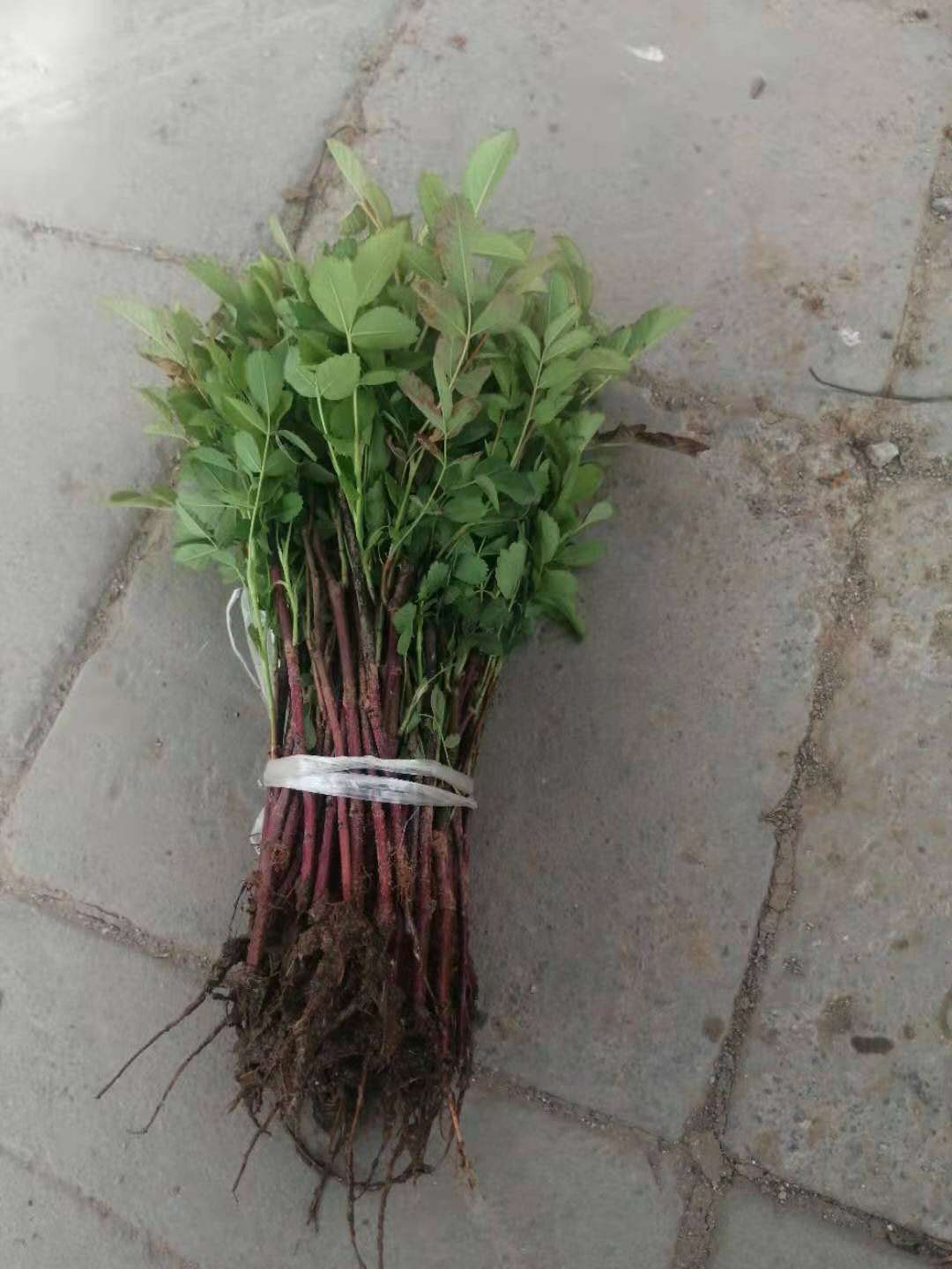 四季玫瑰  四级玫瑰苗