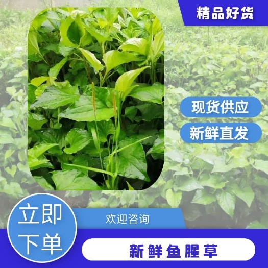沅江市红茎鱼腥草  野生新鲜鱼腥草（折耳根）长势茂盛，现货批发
