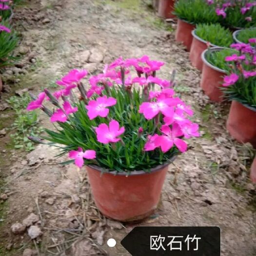 青州市 欧石竹，规格全，品种多