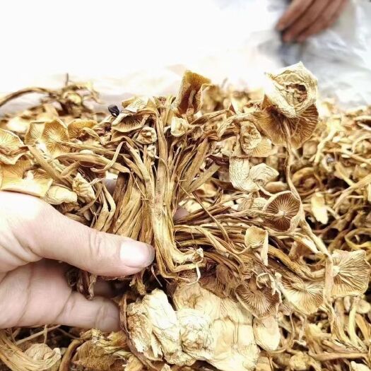 成都茶树菇干货 特级不开伞茶树菇无硫煲汤料今年新货