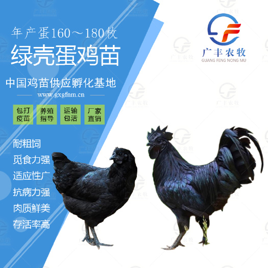 南宁肉鸡苗  绿壳蛋鸡苗