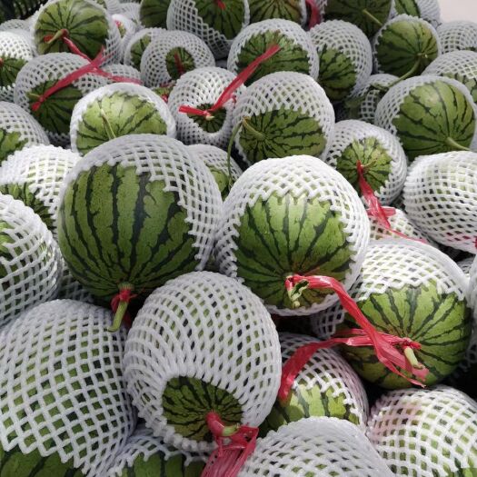 蒲城县吊篮西瓜  蒲城吊兰西！小糖丸，大量上市现采