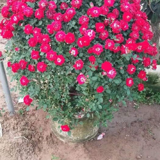 沭阳县 小女孩月季花球