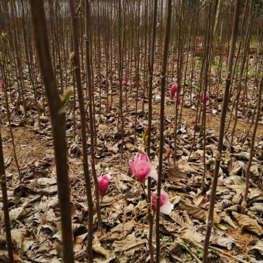 南召县 出售各种规格紫玉兰，小苗
