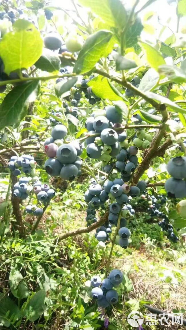 蓝莓苗  蓝莓种苗  翠果  奥尼尔  蓝莓果 薄雾  北陆蓝莓