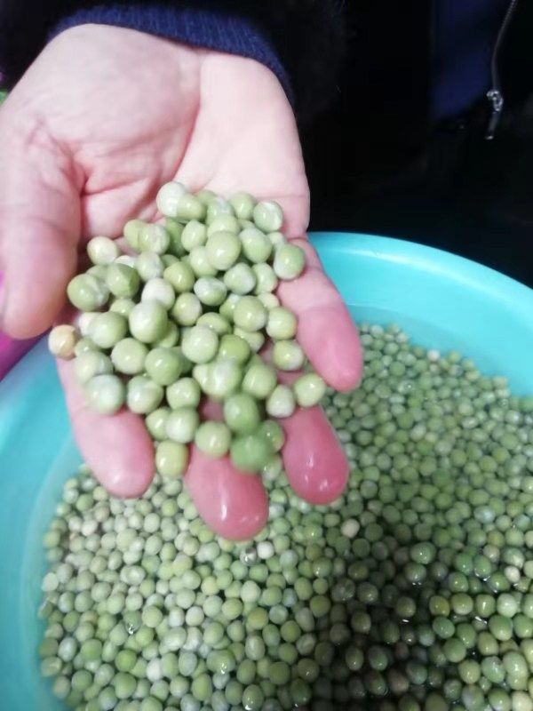 干豌豆  青豌豆 干净货粮  颜色好看软糯