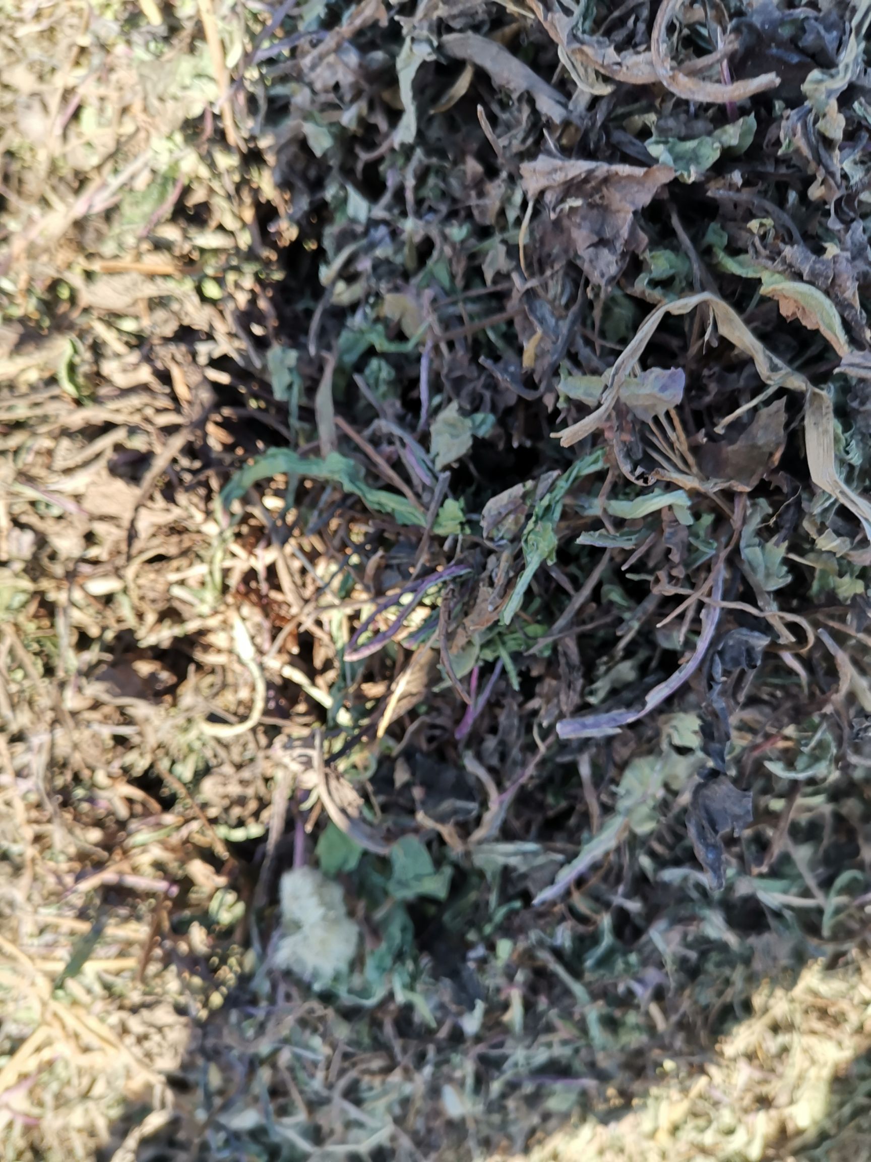 中药材蒲公英  蒲公英根，长白山蒲公英秋根，大中小都有，一分钱一分货