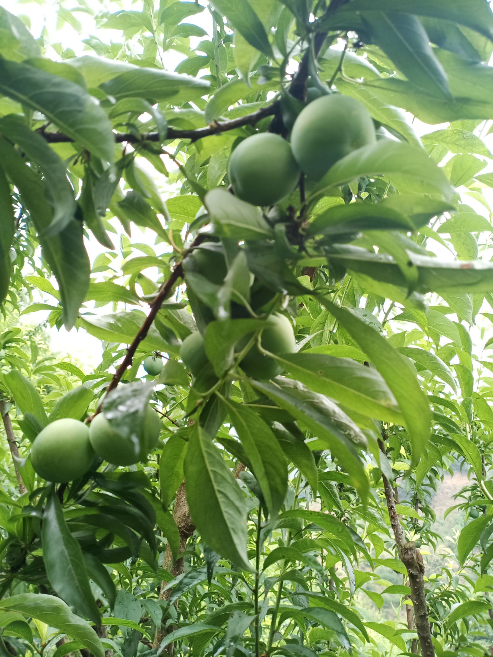 脱骨李 贵州四月李