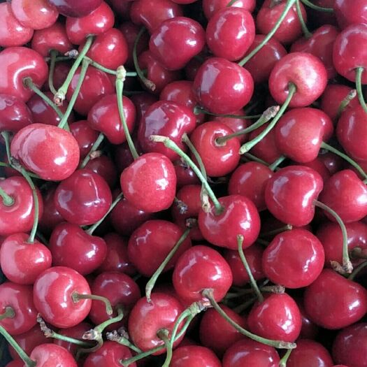 泰安红灯樱桃  自己果园，品种齐全，没有中间商，现在季节，甜王黄