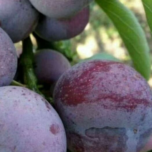 仁寿县五月脆李子