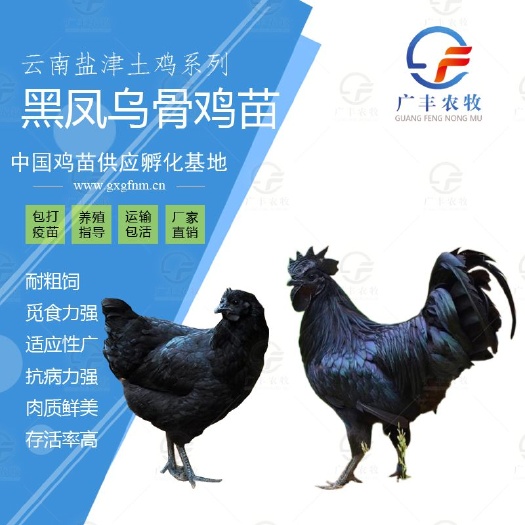 南宁乌骨鸡苗  云南盐津乌鸡苗 全黑无骨鸡苗-出壳包打疫苗