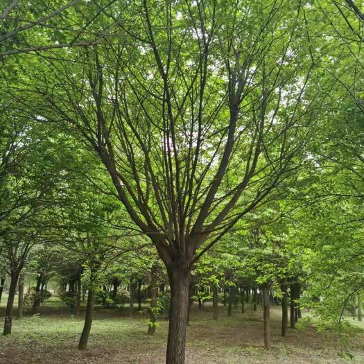 合水县 独杆茶条槭10---20公分
