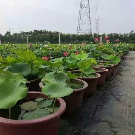 沭阳县 精品荷花苗 庭院盆栽荷花  景观园林荷花 池塘观赏荷花