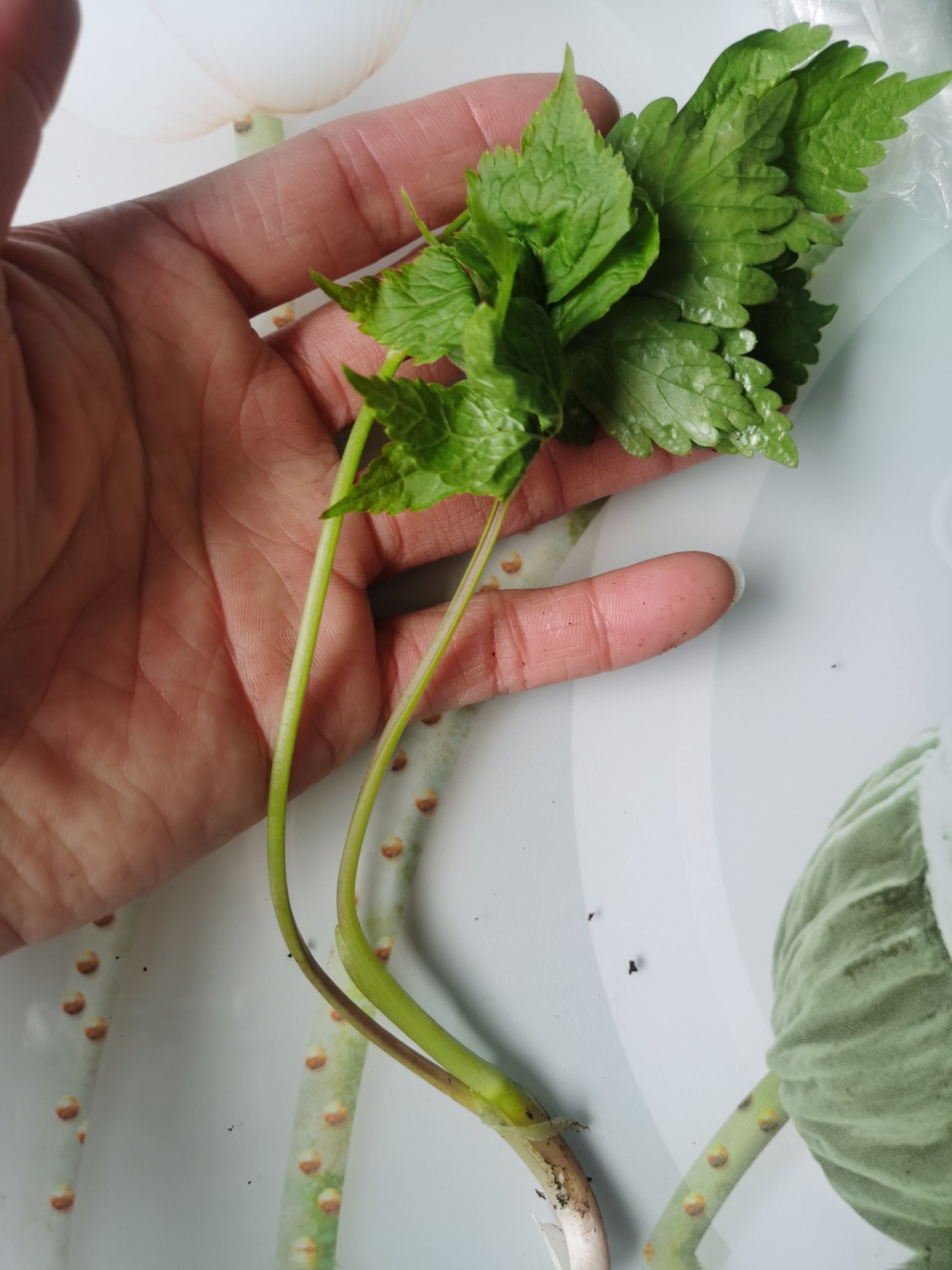 新鲜山芹菜 抚松产地直发 东北特产蔬菜 绿色健康食材