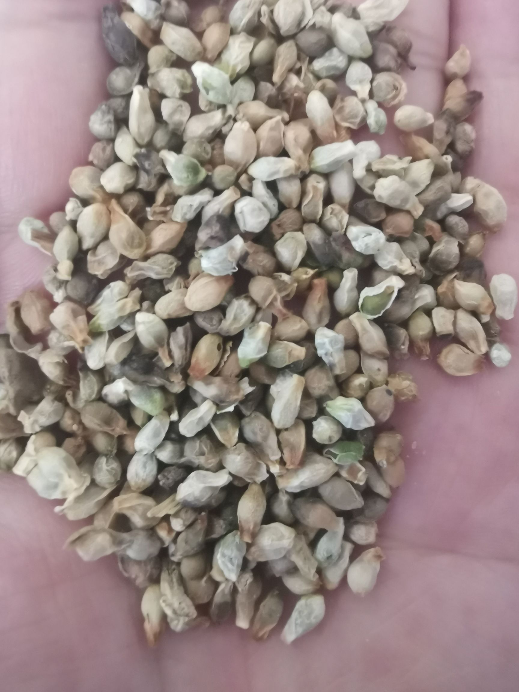 天南星种子   天南星籽 天南星秧苗 包芽率包邮