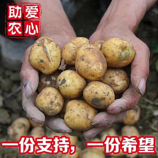 咸丰县迷你土豆  恩施富硒老品种黄心小土豆，又名马尔科