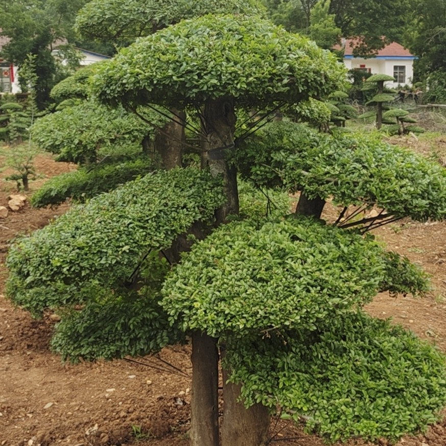 对节白蜡，1.8米高工程苗