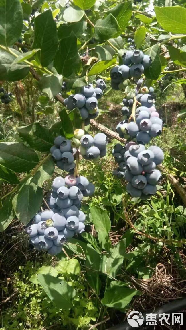 蓝莓苗  蓝莓种苗  翠果  奥尼尔  蓝莓果 薄雾  北陆蓝莓