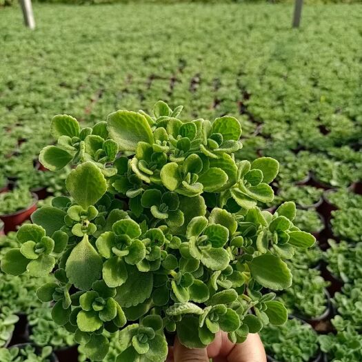  碰碰香，苗圃直发，欢迎询价！