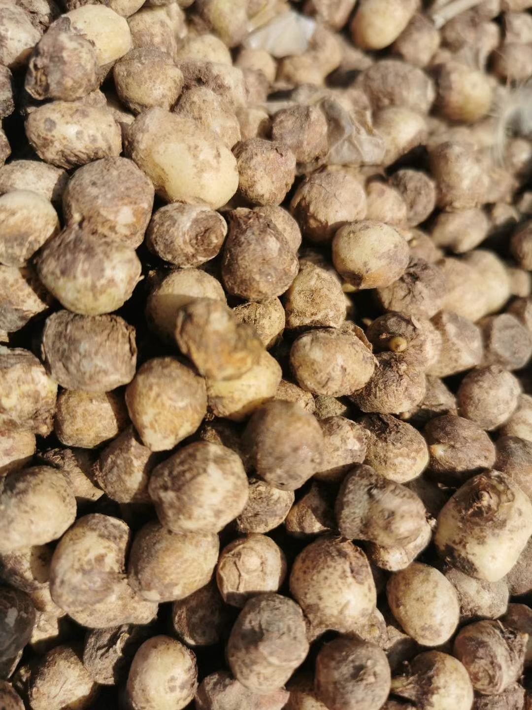 天南星种子   天南星籽 天南星秧苗 包芽率包邮