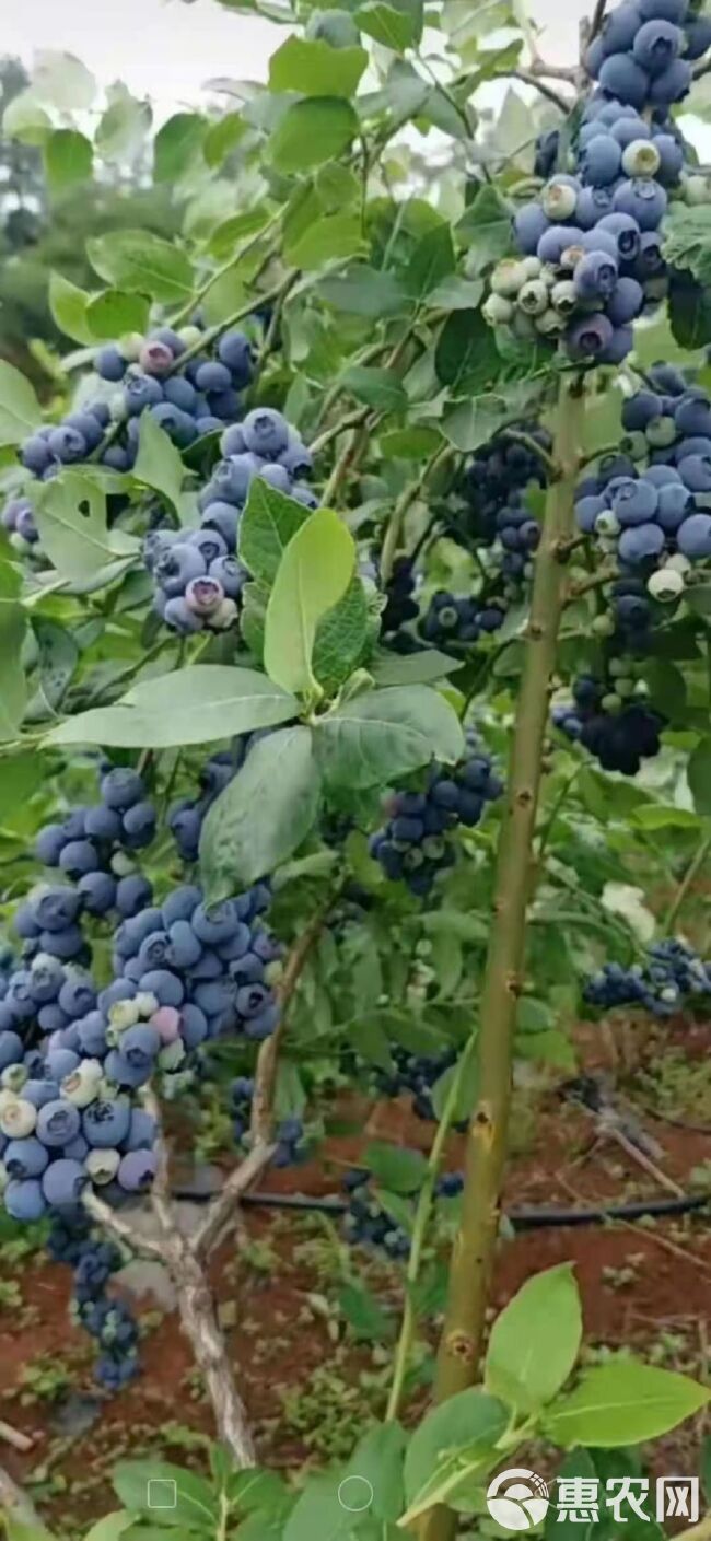 蓝莓苗  蓝莓种苗  翠果  奥尼尔  蓝莓果 薄雾  北陆蓝莓