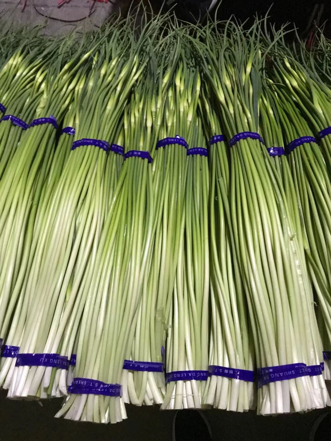金鄉(xiāng)蒜苔，專業(yè)儲存，代收，代發(fā)各地市場