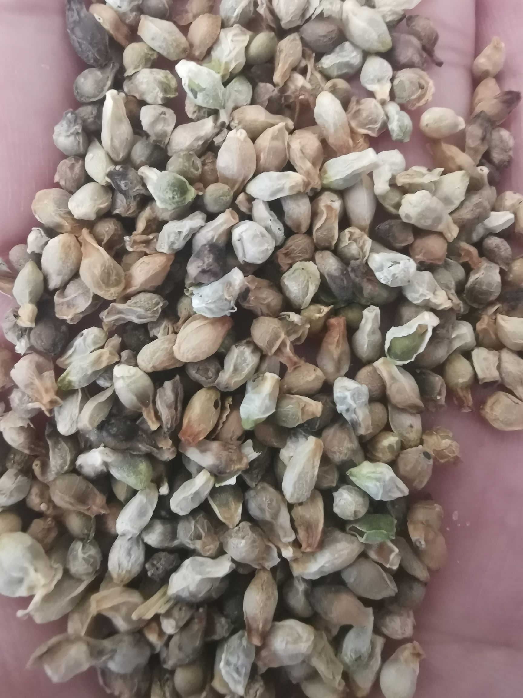 天南星种子   天南星籽 天南星秧苗 包芽率包邮