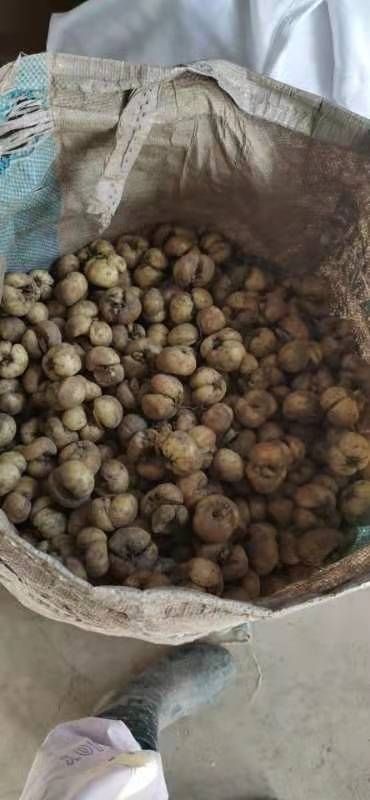绍兴浙贝母 贝母