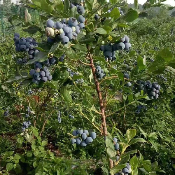 蓝莓苗  蓝莓种苗  翠果  奥尼尔  蓝莓果 薄雾  北陆蓝莓