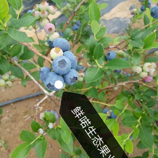 庄河市薄雾蓝莓  冷棚头查果，大果蓝金，，北露，m7，蓝枫