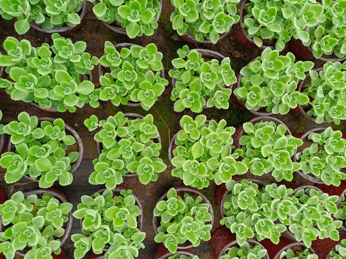  碰碰香，苗圃直发，欢迎询价！