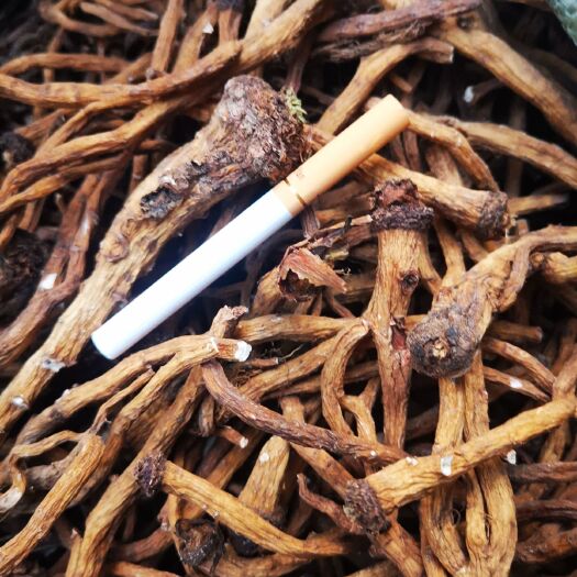 靖宇县中药材蒲公英  蒲公英根，长白山蒲公英秋根，大中小都有，一分钱一分货