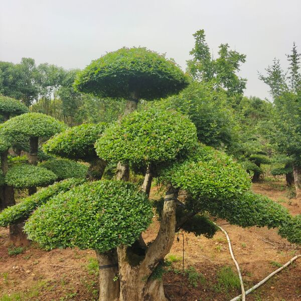 对节白蜡古装盆景