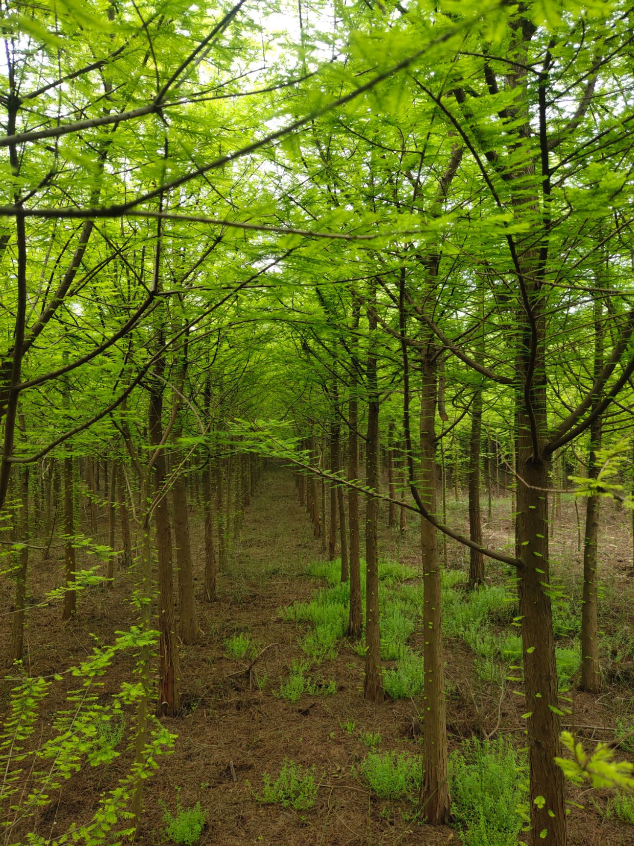 优质优价大量供应落羽杉