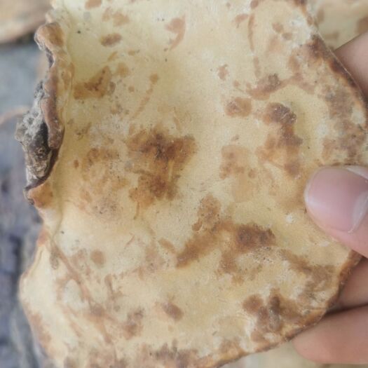 三亚赤灵芝 三亚纯无柄红芝